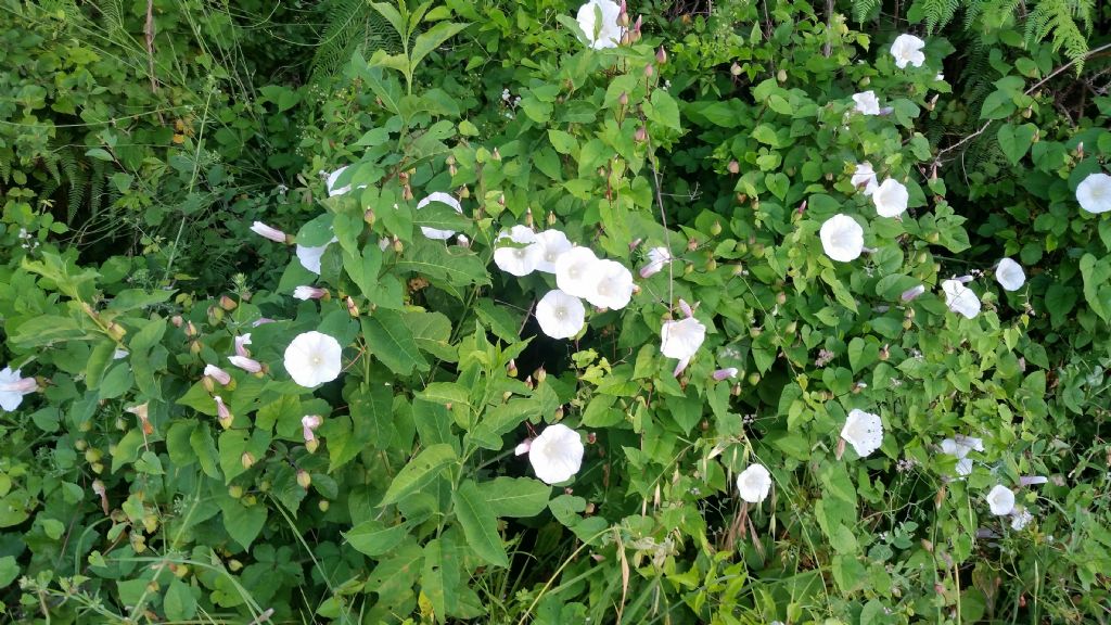 Campanula molto grande?  No, Calystegia silvatica (Convolvulaceae)